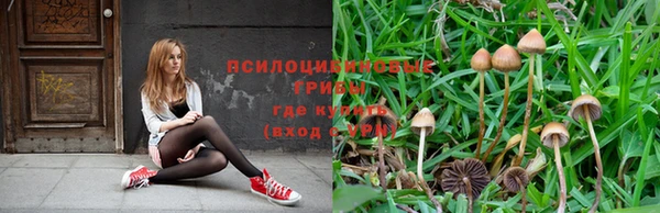 стафф Алзамай